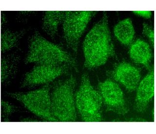 Nek7 Antibody (B-5) - Immunofluorescence - Image 299640 