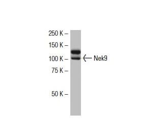 Nek9 Antibody (39-7) - Western Blotting - Image 33777 