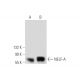 NELF-A Antibody (F-2) - Western Blotting - Image 136077