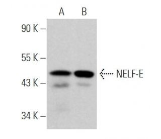 NELF-E Antibody (F-9) - Western Blotting - Image 362329