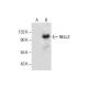 NELL2 Antibody (E-9) - Western Blotting - Image 286775 