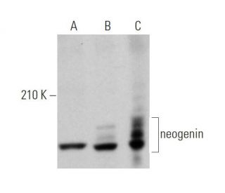 neogenin Antibody (G-7) - Western Blotting - Image 373399 