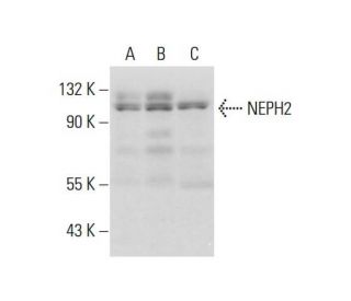 NEPH2 Antibody (G-8) - Western Blotting - Image 320257