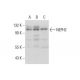 NEPH2 Antibody (G-8) - Western Blotting - Image 320257