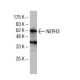 NEPH3 Antibody (5E6) - Western Blotting - Image 33445