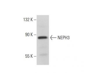 NEPH3 Antibody (5E6) - Western Blotting - Image 311935 