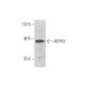 NEPH3 Antibody (5E6) - Western Blotting - Image 311935 