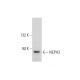 NEPH3 Antibody (5E6) - Western Blotting - Image 311937 