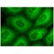 nephrin Antibody (E-1) - Immunofluorescence - Image 156580 
