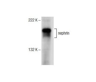 nephrin Antibody (E-1) - Western Blotting - Image 156428 