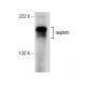 nephrin Antibody (E-1) - Western Blotting - Image 156428 