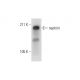 nephrin Antibody (E-1) - Western Blotting - Image 289595