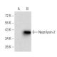 Neprilysin-2 Antibody (2D2H5) - Western Blotting - Image 358326 