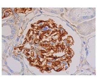nestin Antibody (10c2) - Immunohistochemistry - Image 352308 