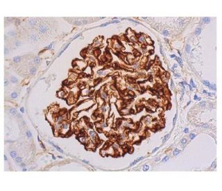 nestin Antibody (2C1.3A11) - Immunohistochemistry - Image 352317 