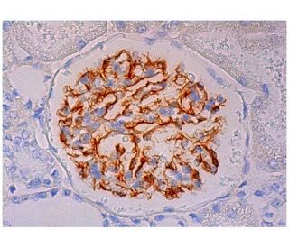 nestin Antibody (D-9) - Immunohistochemistry - Image 298187 