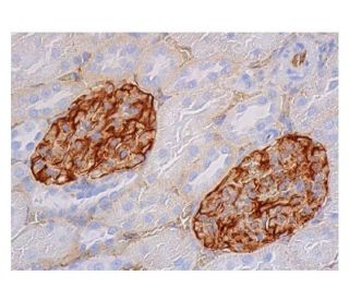 nestin Antibody (Rat-401) - Immunohistochemistry - Image 352310 