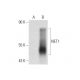 NET1 Antibody (G-4) - Western Blotting - Image 134998 