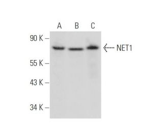 NET1 Antibody (G-4) - Western Blotting - Image 316416 