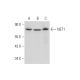 NET1 Antibody (G-4) - Western Blotting - Image 316416 