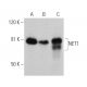 NET1 Antibody (G-4) - Western Blotting - Image 360065