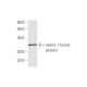 netrin-1 Antibody (5H8) - Western Blotting - Image 349001