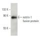 netrin-1 Antibody (A-7) - Western Blotting - Image 397377 