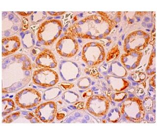 netrin G1 Antibody (D-2) - Immunohistochemistry - Image 285723 