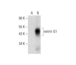 netrin G1 Antibody (H-4) - Western Blotting - Image 297832