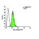 ErbB2/HER2 Antibody (24D2) - Flow Cytometry - Image 9505 