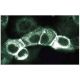 ErbB2/HER2 Antibody (42) - Immunofluorescence - Image 133603 