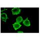 ErbB2/HER2 Antibody (9G6) - Immunofluorescence - Image 2735 