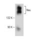 ErbB2/HER2 Antibody (C-12) - Western Blotting - Image 150147 