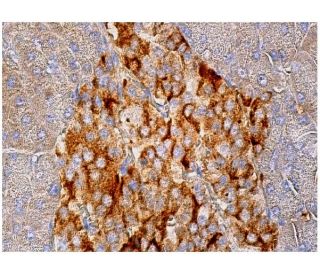 Neu1 Antibody (F-8) - Immunohistochemistry - Image 159640 