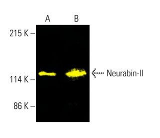 Neurabin-II Antibody (D-7) - Western Blotting - Image 404192 