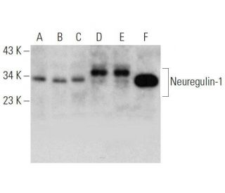 Neuregulin-1/NRG1 Antibody (E-12) - Western Blotting - Image 353452 