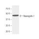 Neuregulin-1/NRG1 Antibody (k1G13) - Western Blotting - Image 62771