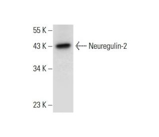 Neuregulin-2 Antibody (A-12) - Western Blotting - Image 306544 