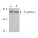 Neuregulin-2 Antibody (A-12) - Western Blotting - Image 376196