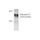 Neuregulin-2 Antibody (H-8) - Western Blotting - Image 295953
