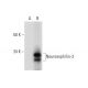 Neurexophilin-3 Antibody (B-11) - Western Blotting - Image 292916