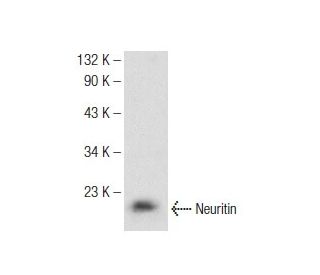 Neuritin Antibody (B-9) - Western Blotting - Image 142547