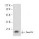 Neuritin Antibody (B-9) - Western Blotting - Image 142547