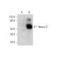 Neuro D Antibody (G-12) - Western Blotting - Image 309741 