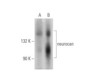 neurocan Antibody (C-9) - Western Blotting - Image 344595 