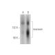 neurocan Antibody (C-9) - Western Blotting - Image 344595 