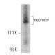 neurocan Antibody (C-9) - Western Blotting - Image 360619