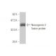 Neurogenin 2 Antibody (2A8) - Western Blotting - Image 350258