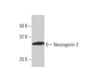 Neurogenin 2 Antibody (2A8) - Western Blotting - Image 352211Each CRISPR/Cas9 Knockout (KO) Plasmid product consists of a pool of 3 plasmids designed to ensure identification and cleavage of a specific gene for maximum knockout efficiency. Each plasmid encodes a unique 20 nt sequence derived from the GeCKO (v2) library.