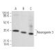 Neurogenin 3 Antibody (E-8) - Western Blotting - Image 354954 